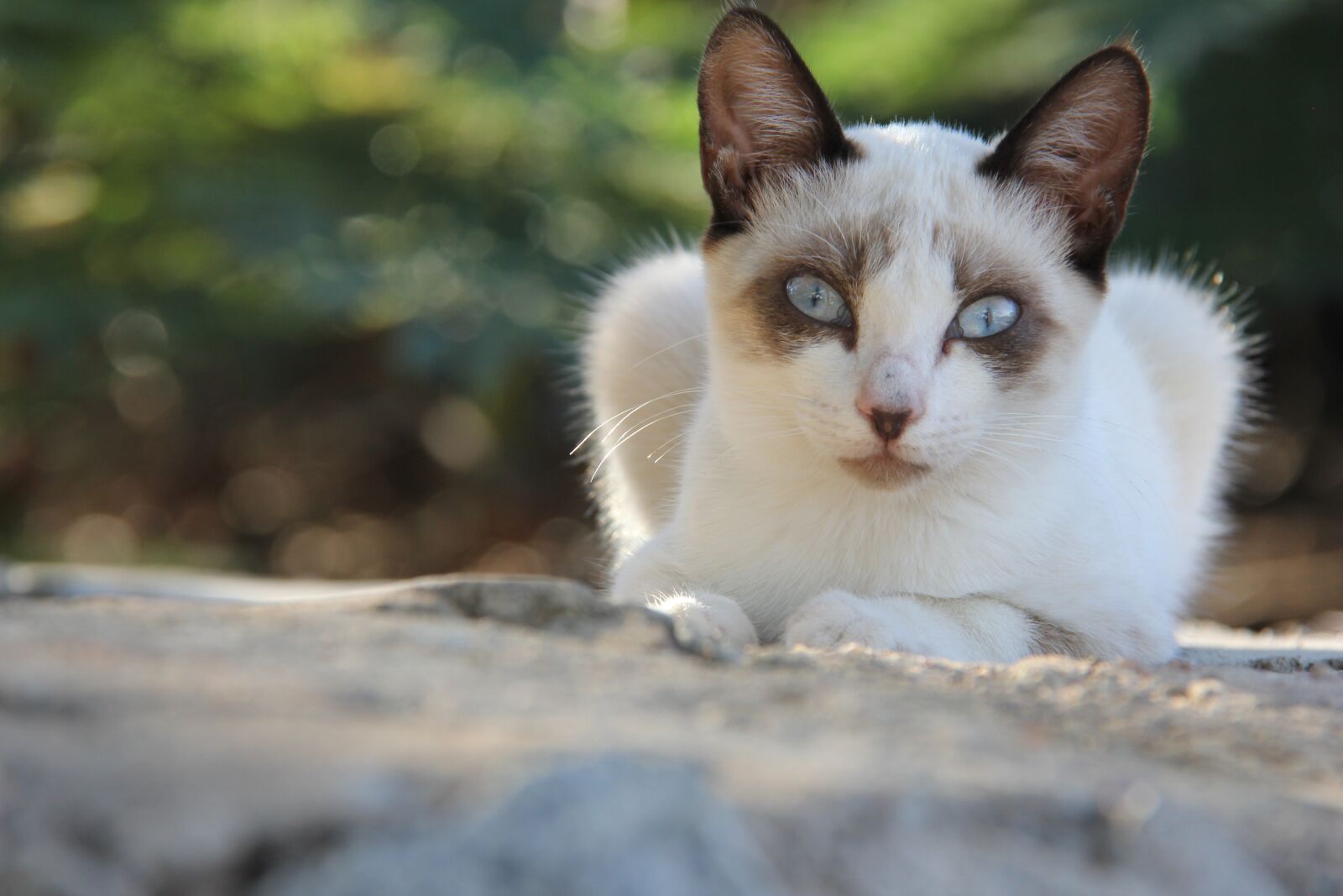 Canon EF-S 18-200mm F3.5-5.6 IS sample photo. Nature, cat photography