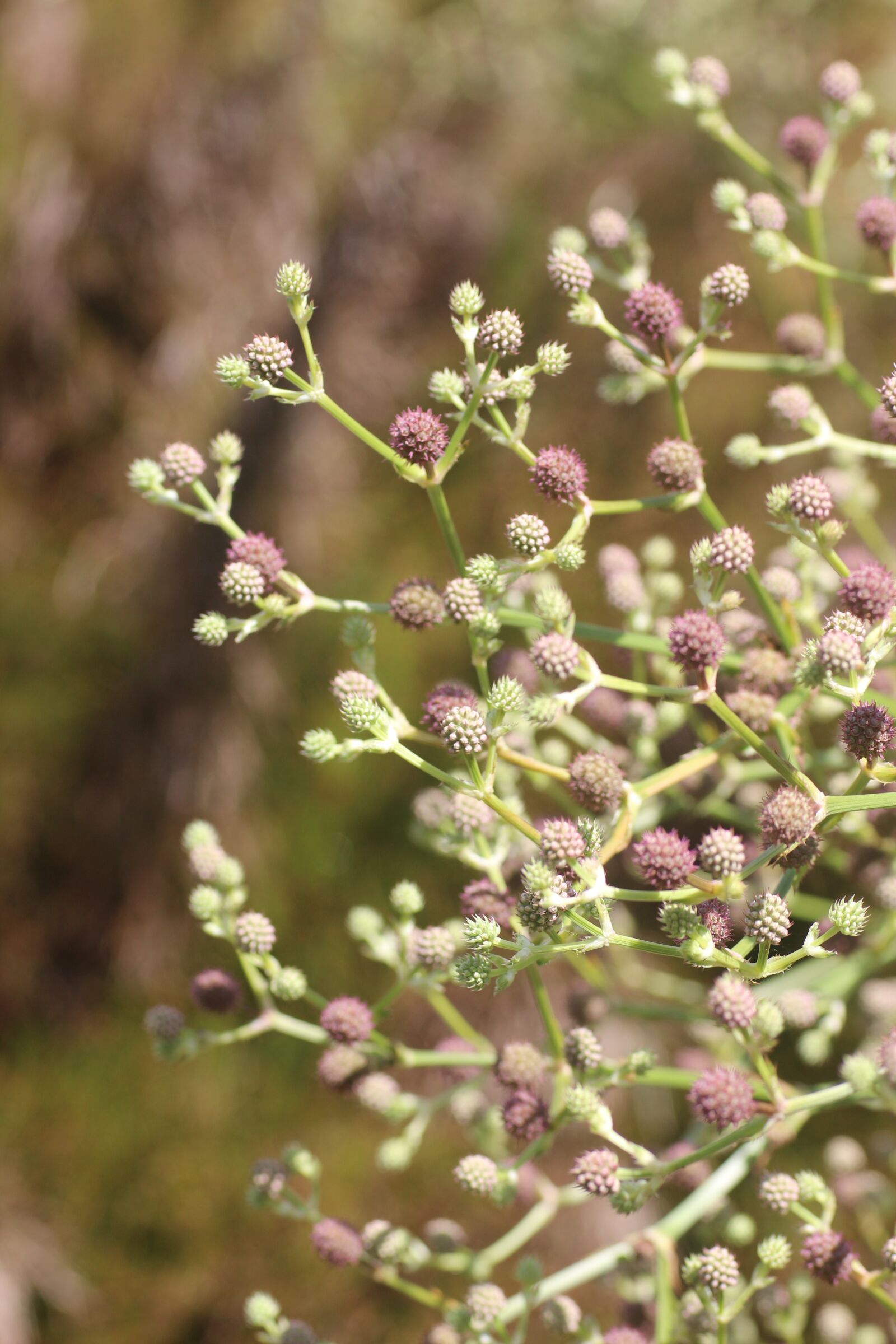 Canon EOS 600D (Rebel EOS T3i / EOS Kiss X5) sample photo. Seeds, texture, botany photography
