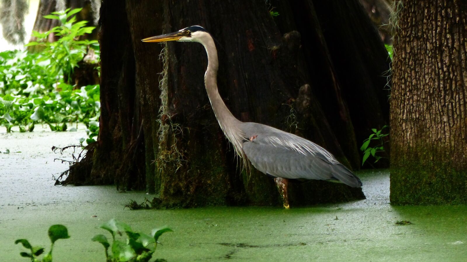 Panasonic Lumix DMC-FZ200 sample photo. Bayou, bird, marsh photography