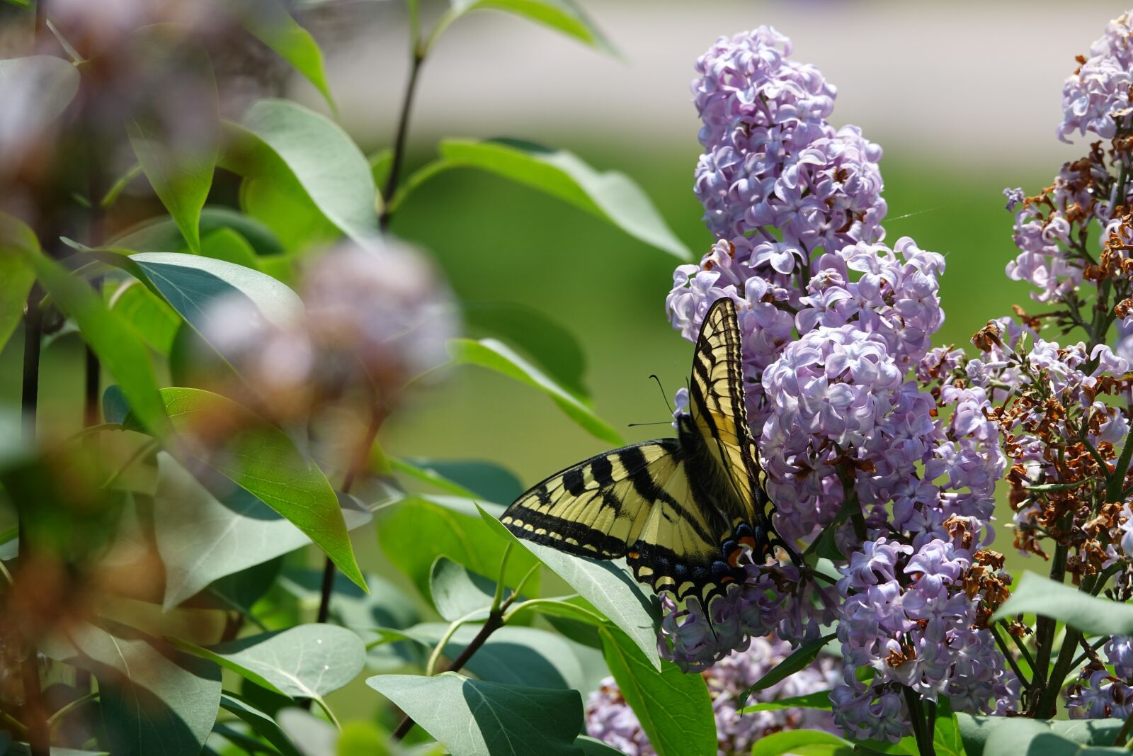 Sony Cyber-shot DSC-RX10 III sample photo. Canadian tiger swallowtail, butterfly photography