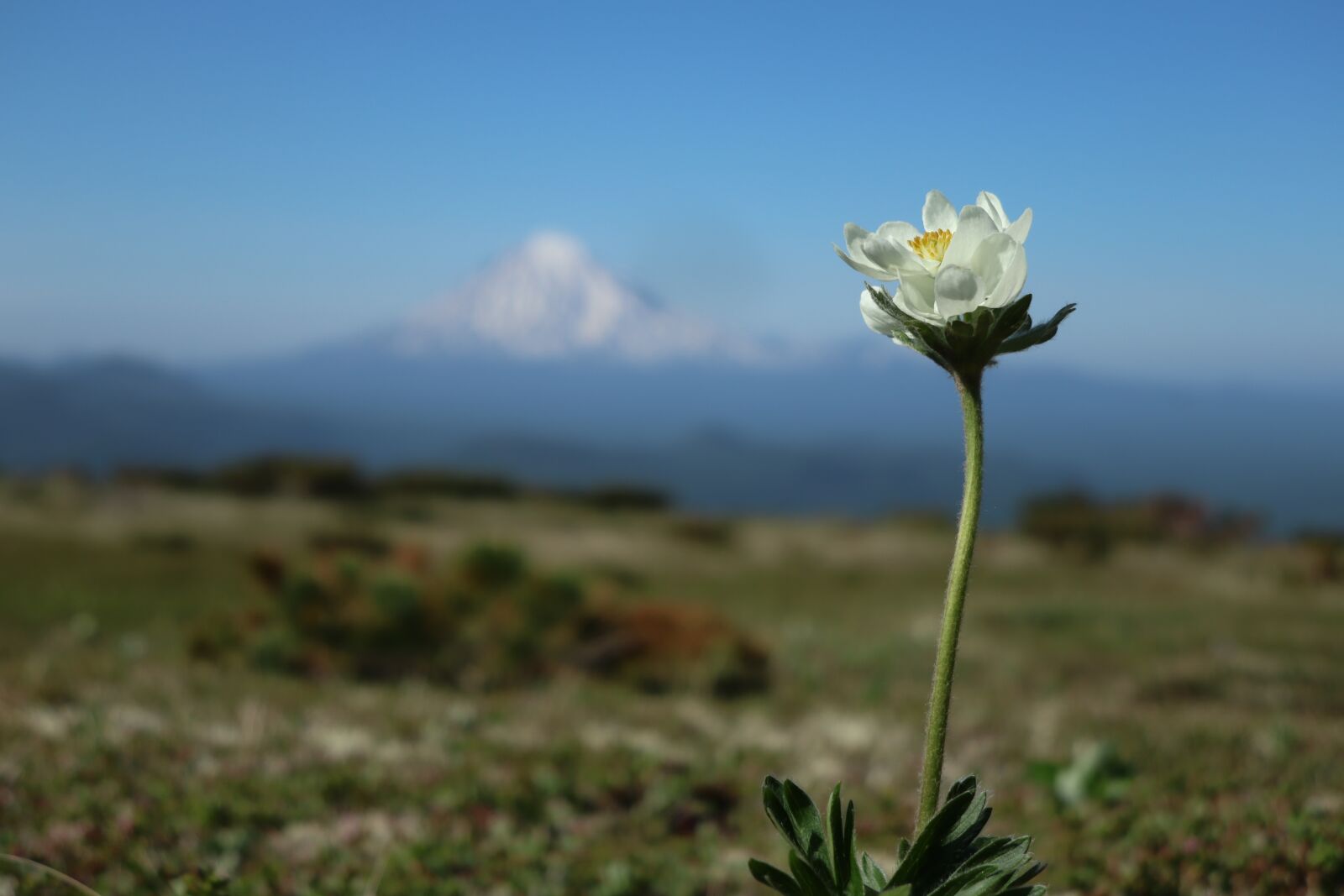 Canon PowerShot G1 X Mark III sample photo. Mountains, tundra, flowers photography