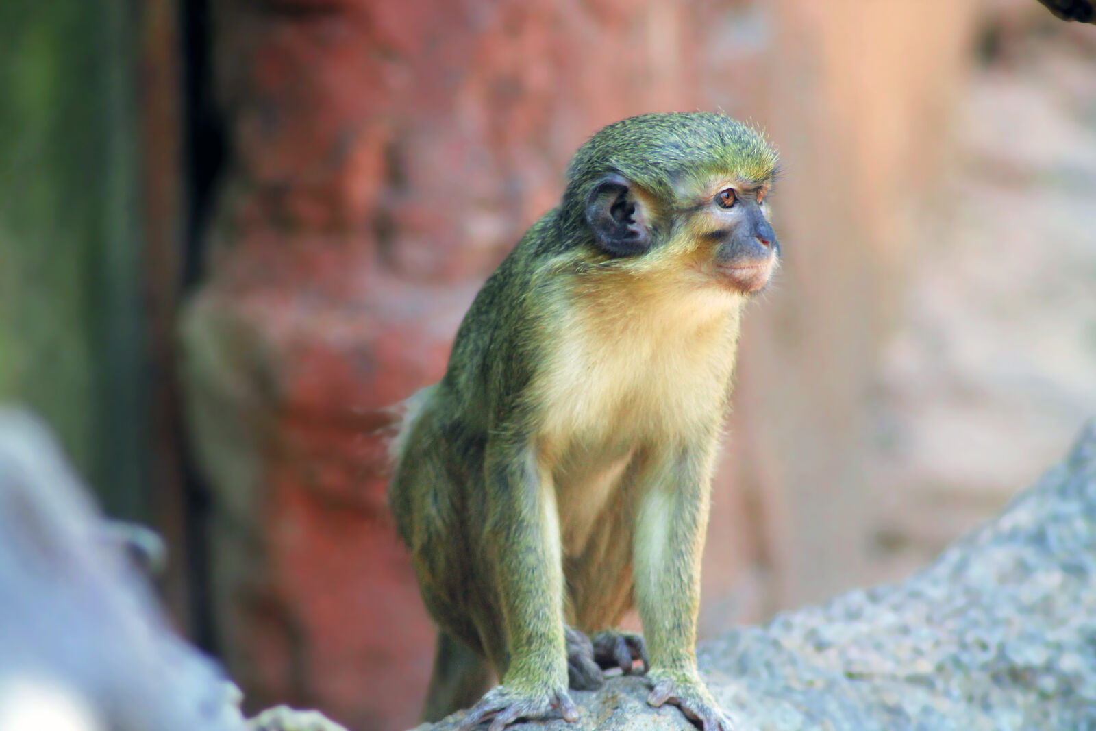Canon EOS 1100D (EOS Rebel T3 / EOS Kiss X50) sample photo. Animal, india, monkey, zoo photography