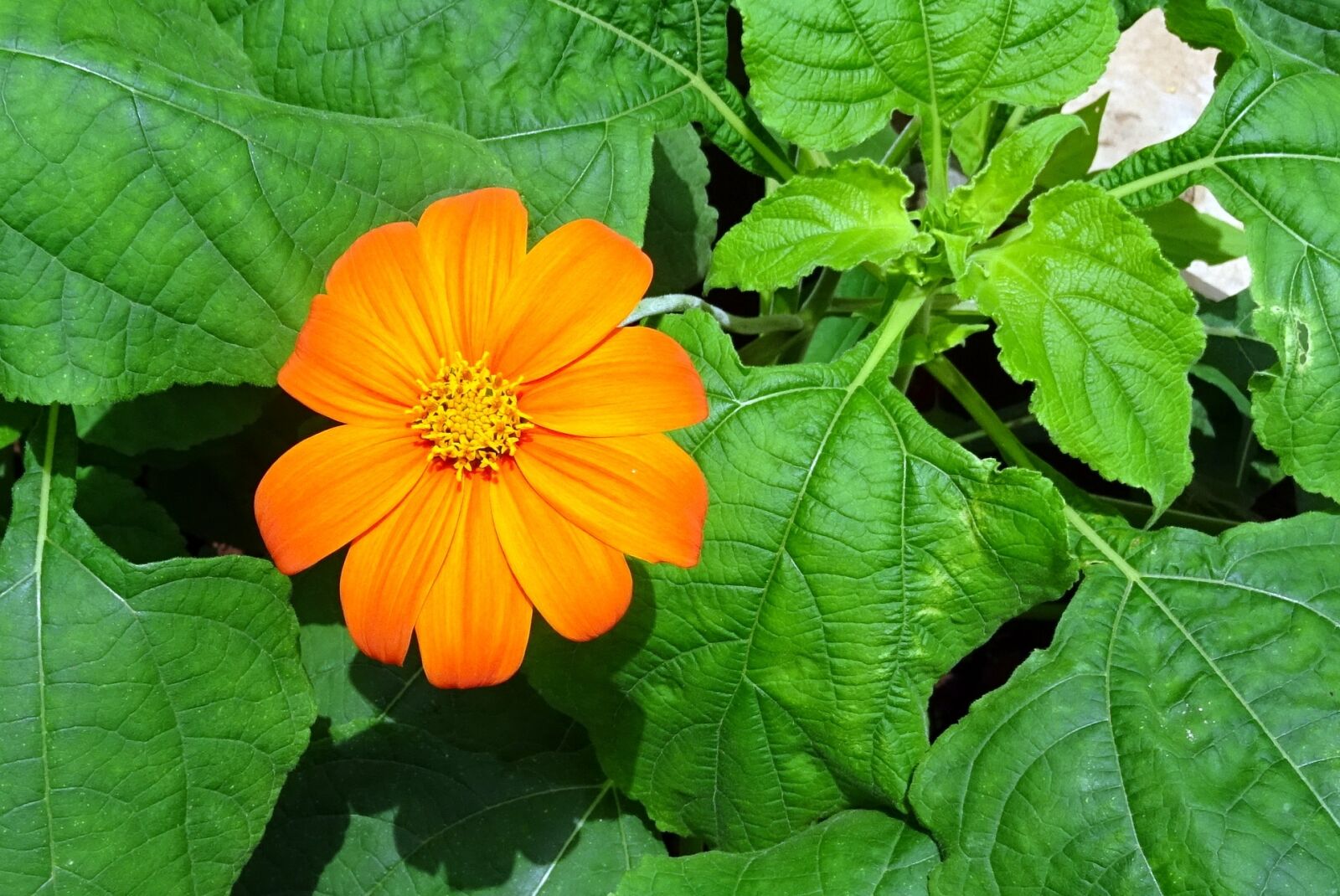 Sony DSC-HX60V sample photo. Flower, mexican sunflower, tithonia photography