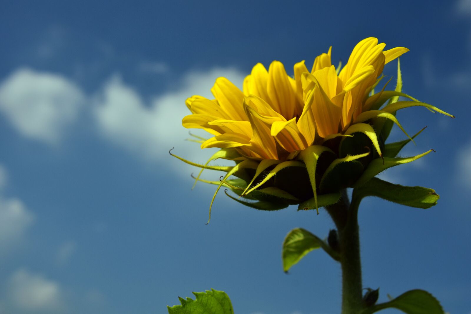 Nikon D3300 sample photo. Sunflower, sky, blue photography