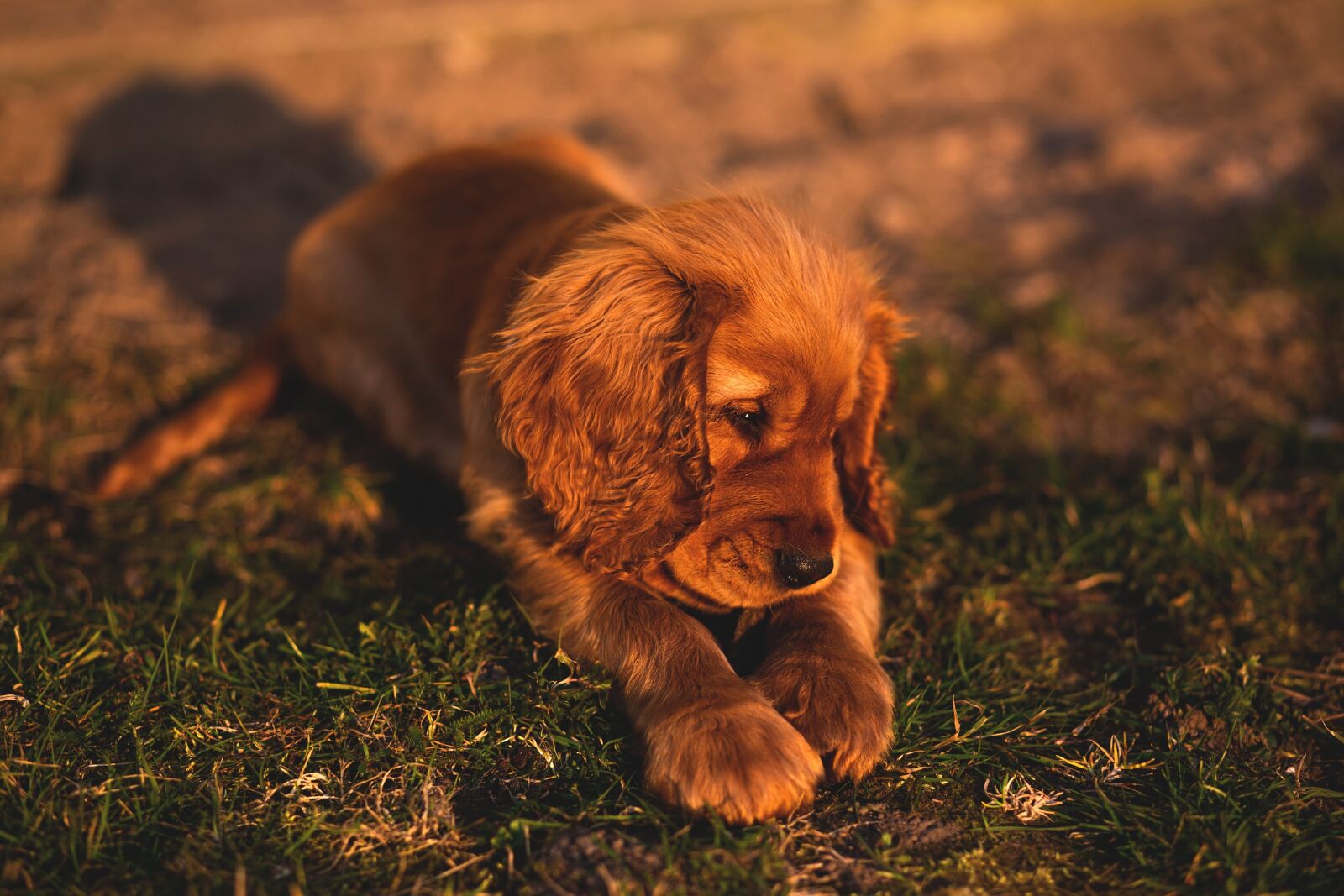 Canon EF 85mm F1.8 USM sample photo. Animals, dogs, puppies photography
