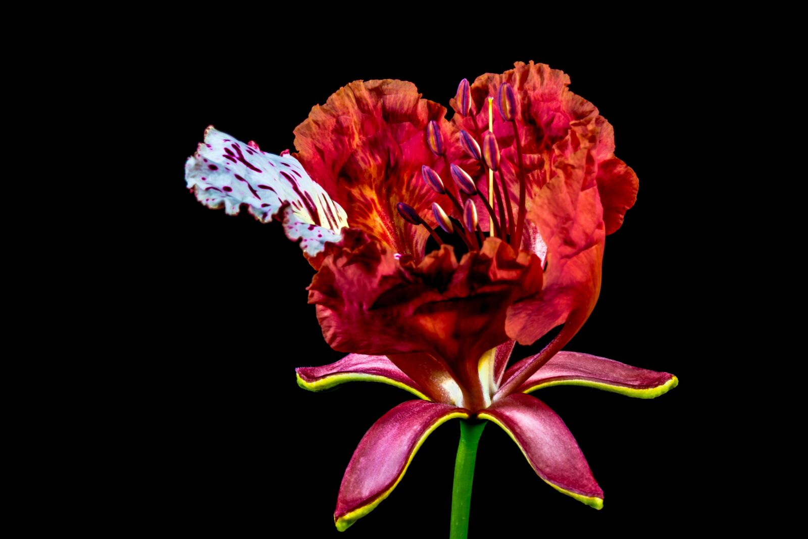 Nikon D5200 sample photo. Blossom, blossom, bloom photography