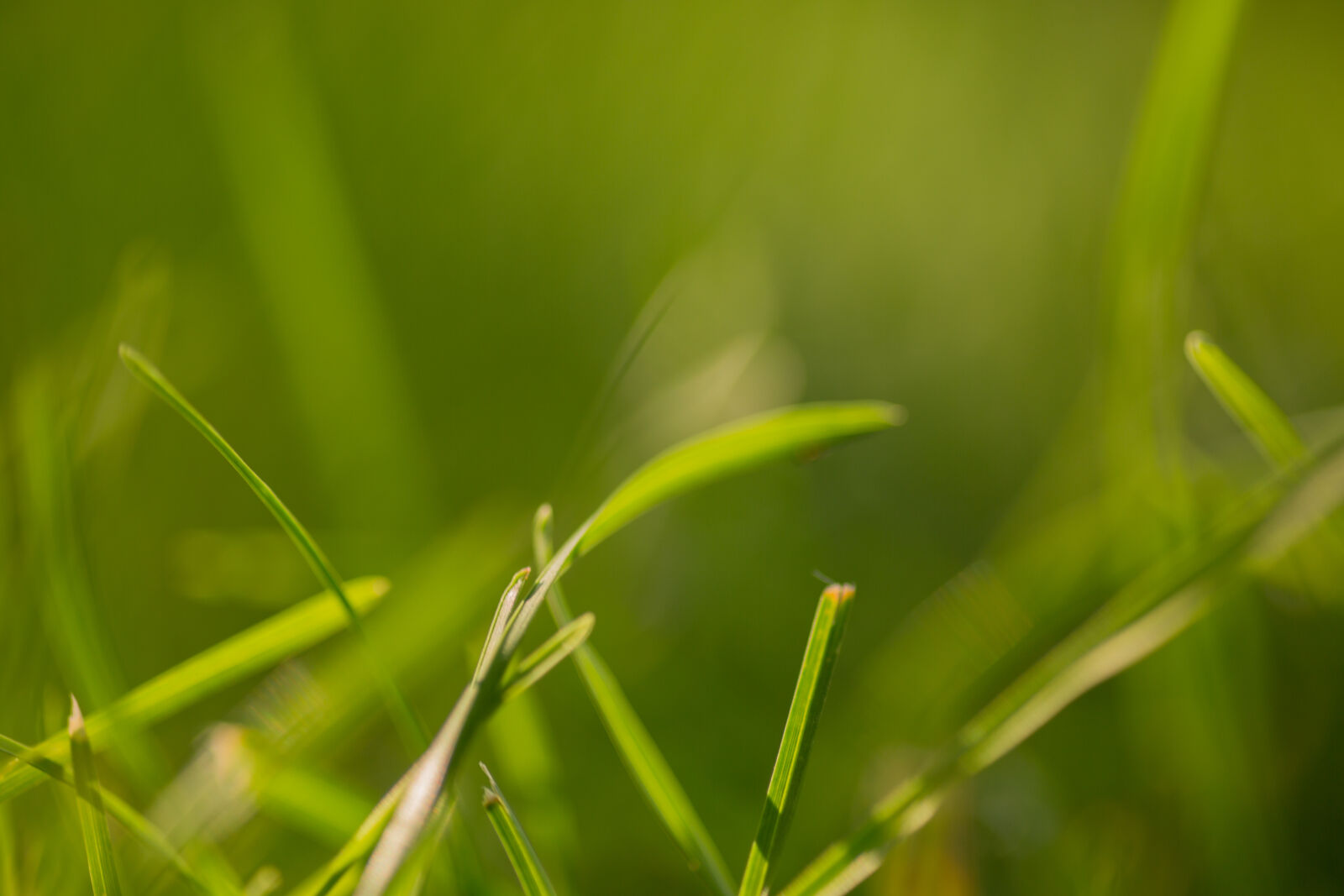 Canon EOS 5D Mark III sample photo. Blade, blades, of, grass photography