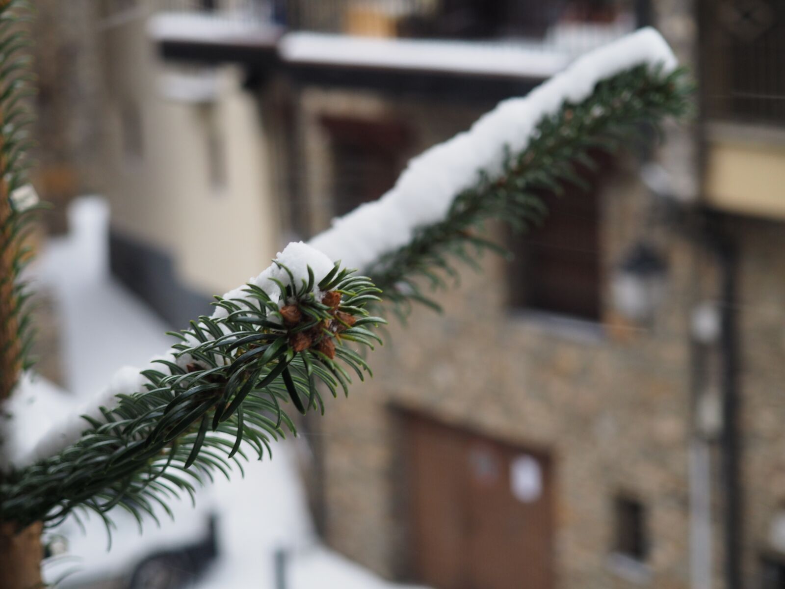 Olympus OM-D E-M10 II sample photo. Snow, green, plant photography