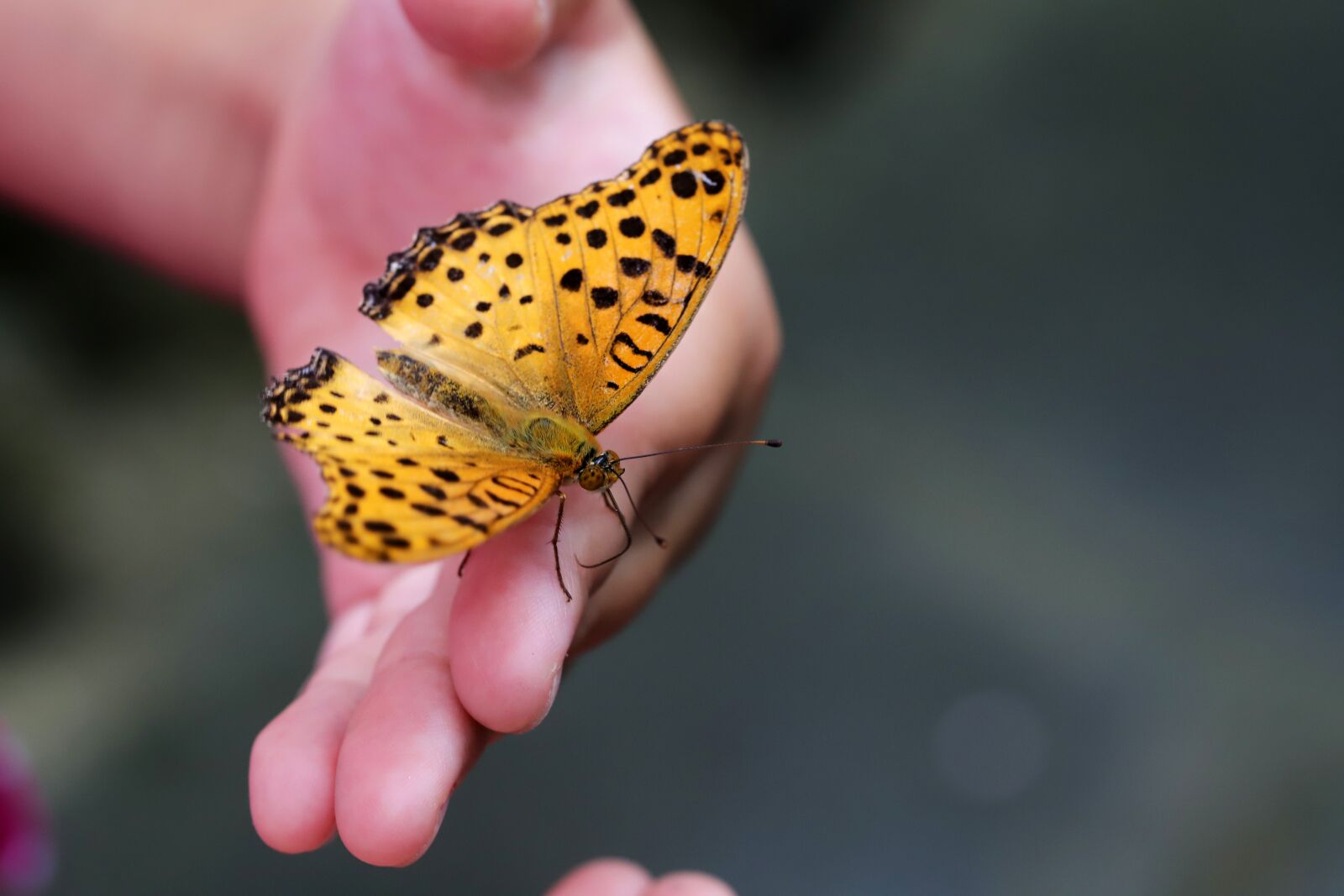 Canon EOS 6D Mark II sample photo. Butterfly, insects, nature photography