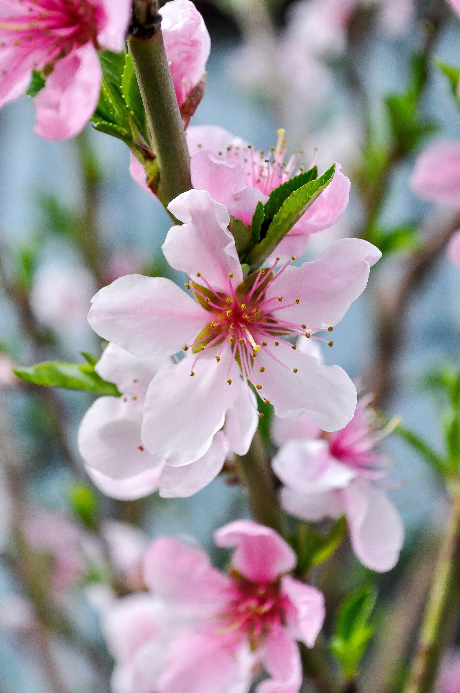 Nikon D90 sample photo. Spring, flowers, nature photography