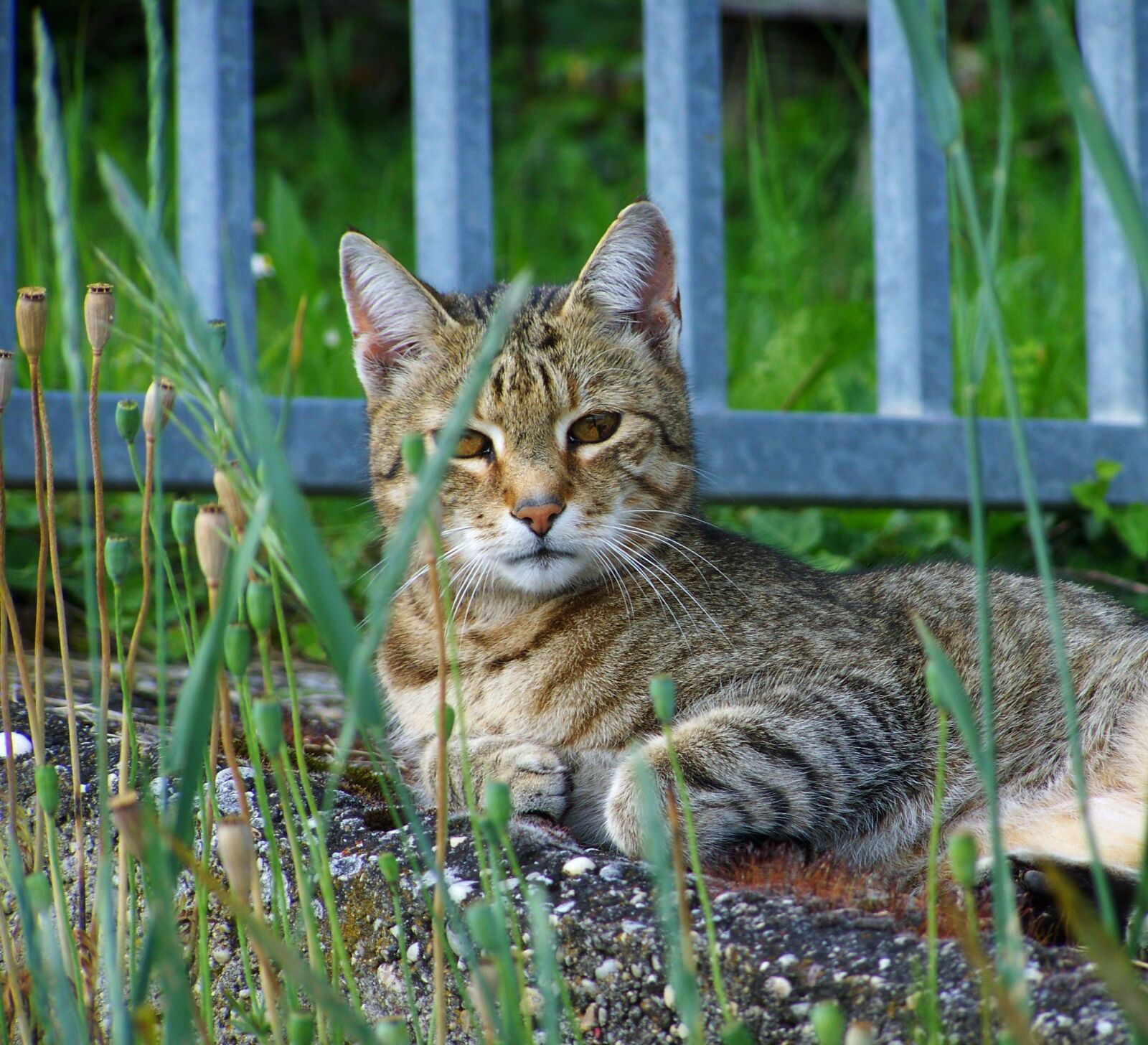 Kodak EASYSHARE ZD710 ZOOM DIGITAL CAMERA sample photo. Cat, animal, tabby photography