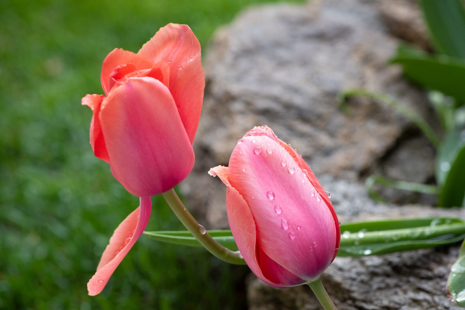 Nikon D750 sample photo. Tulips, garden, raindrop photography