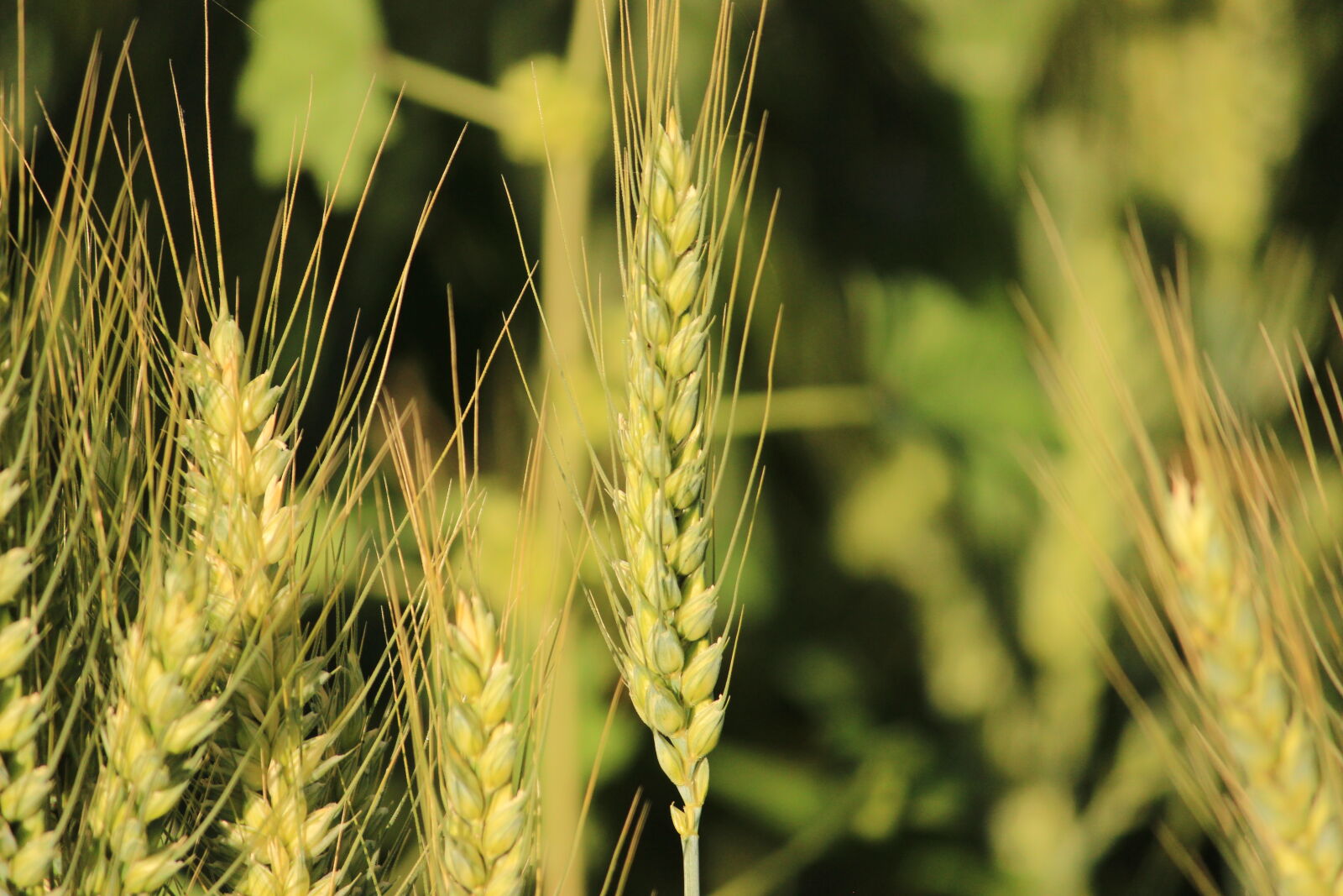 Canon EOS 600D (Rebel EOS T3i / EOS Kiss X5) sample photo. Agricultural, agriculture, barley, close photography