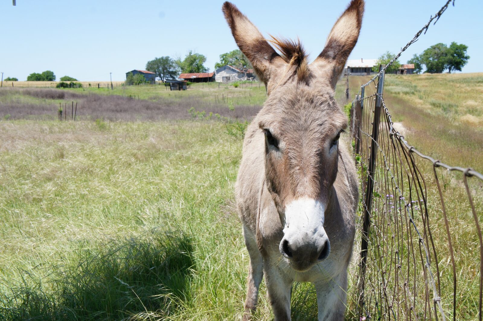 Sony Alpha NEX-C3 + Sony E 18-55mm F3.5-5.6 OSS sample photo. Grass, field, animal photography
