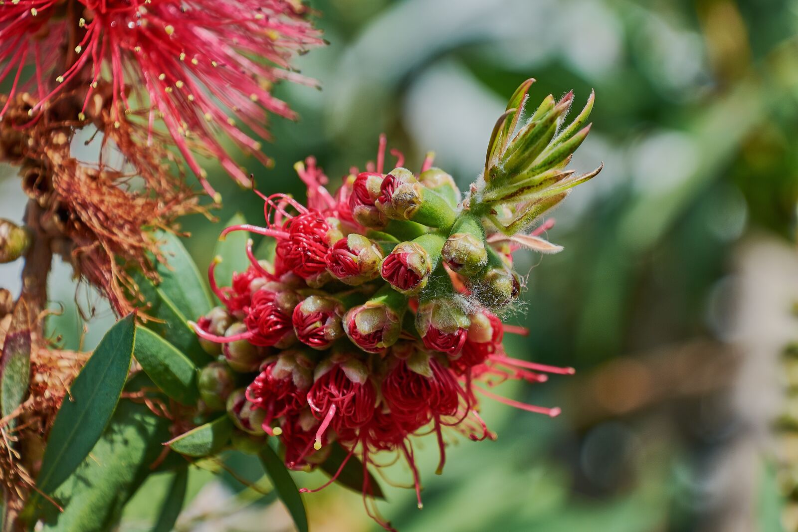 Nikon D7200 sample photo. Flower, garden, plant photography