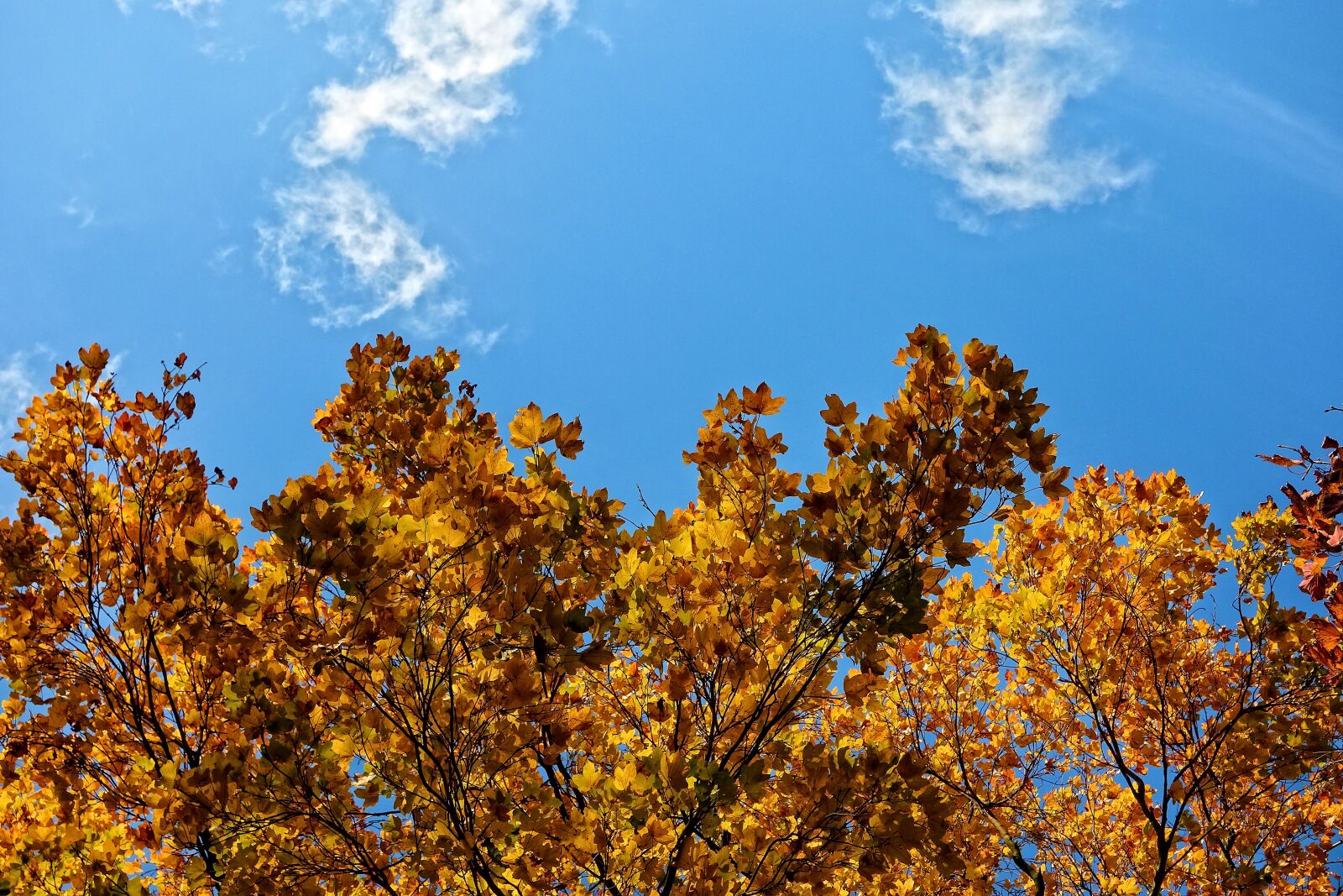 Sony Cyber-shot DSC-RX100 sample photo. Tree top, tree, autumn photography