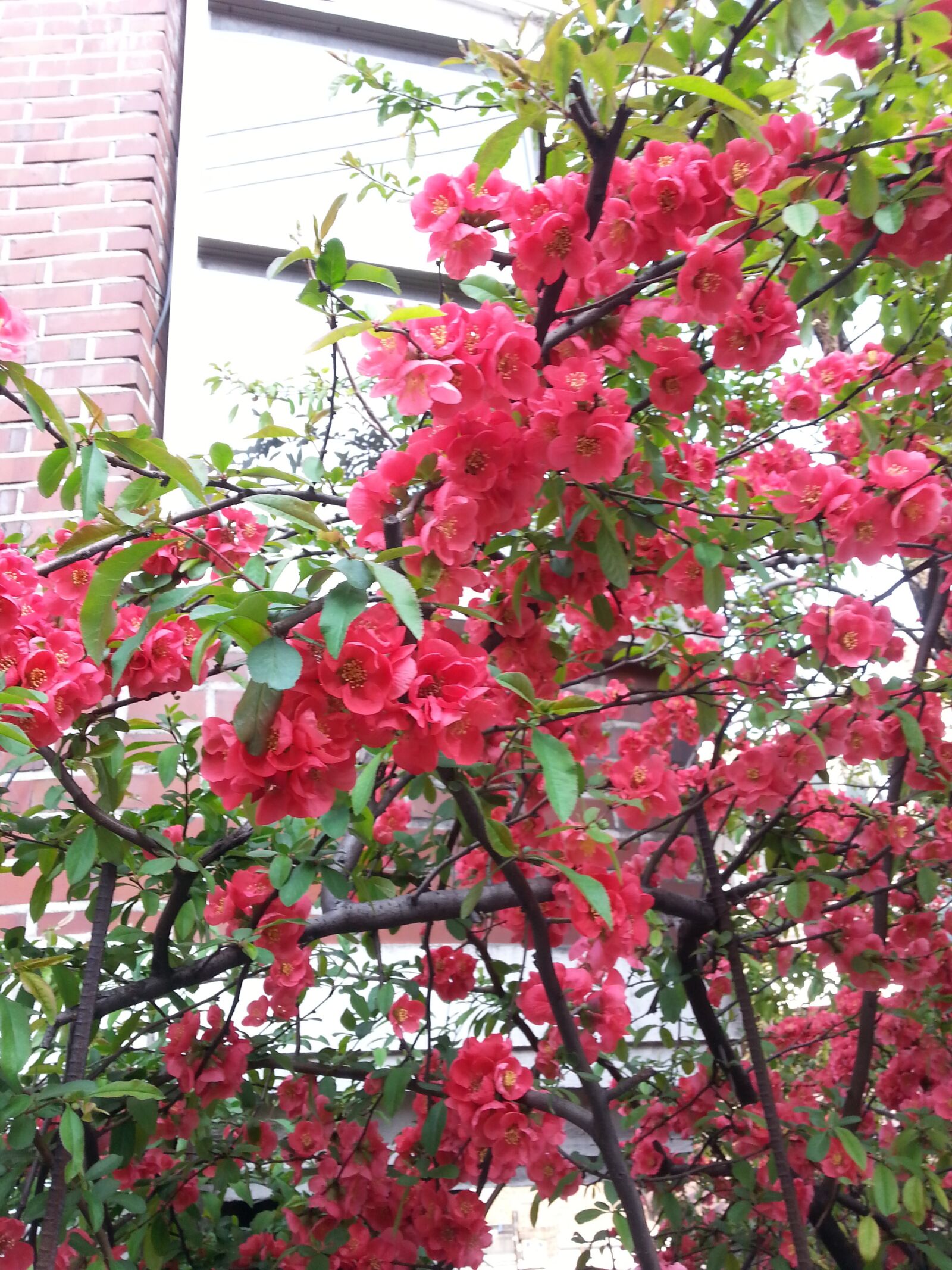 Samsung Galaxy S3 sample photo. Flowers, red, tree photography