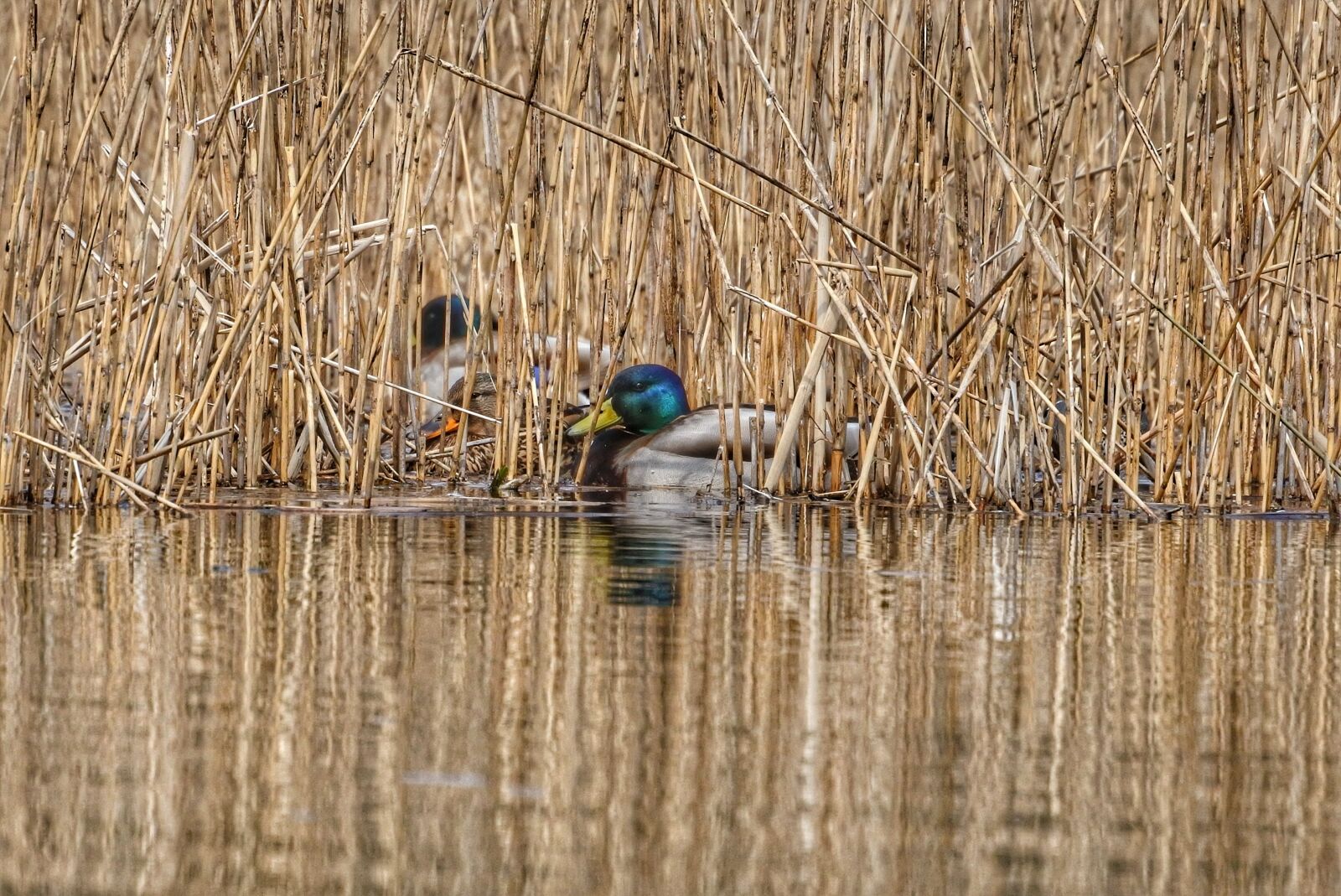 Nikon 1 Nikkor VR 30-110mm F3.8-5.6 sample photo. Animal, duck, mallard photography