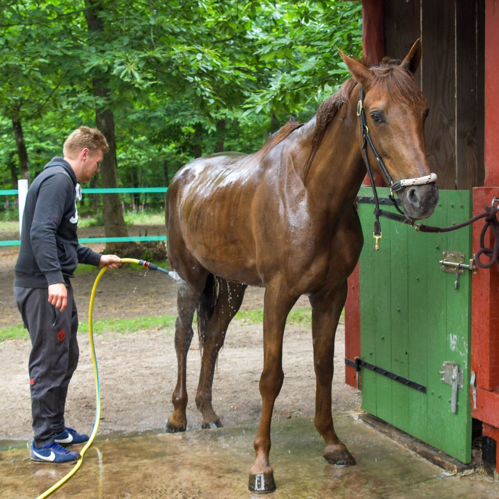 Nikon D500 sample photo. Horse, shower, wet photography