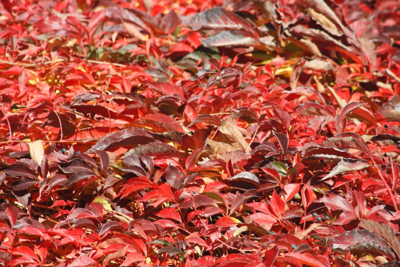 Canon EOS 1000D (EOS Digital Rebel XS / EOS Kiss F) sample photo. Red, leaves, autumn photography