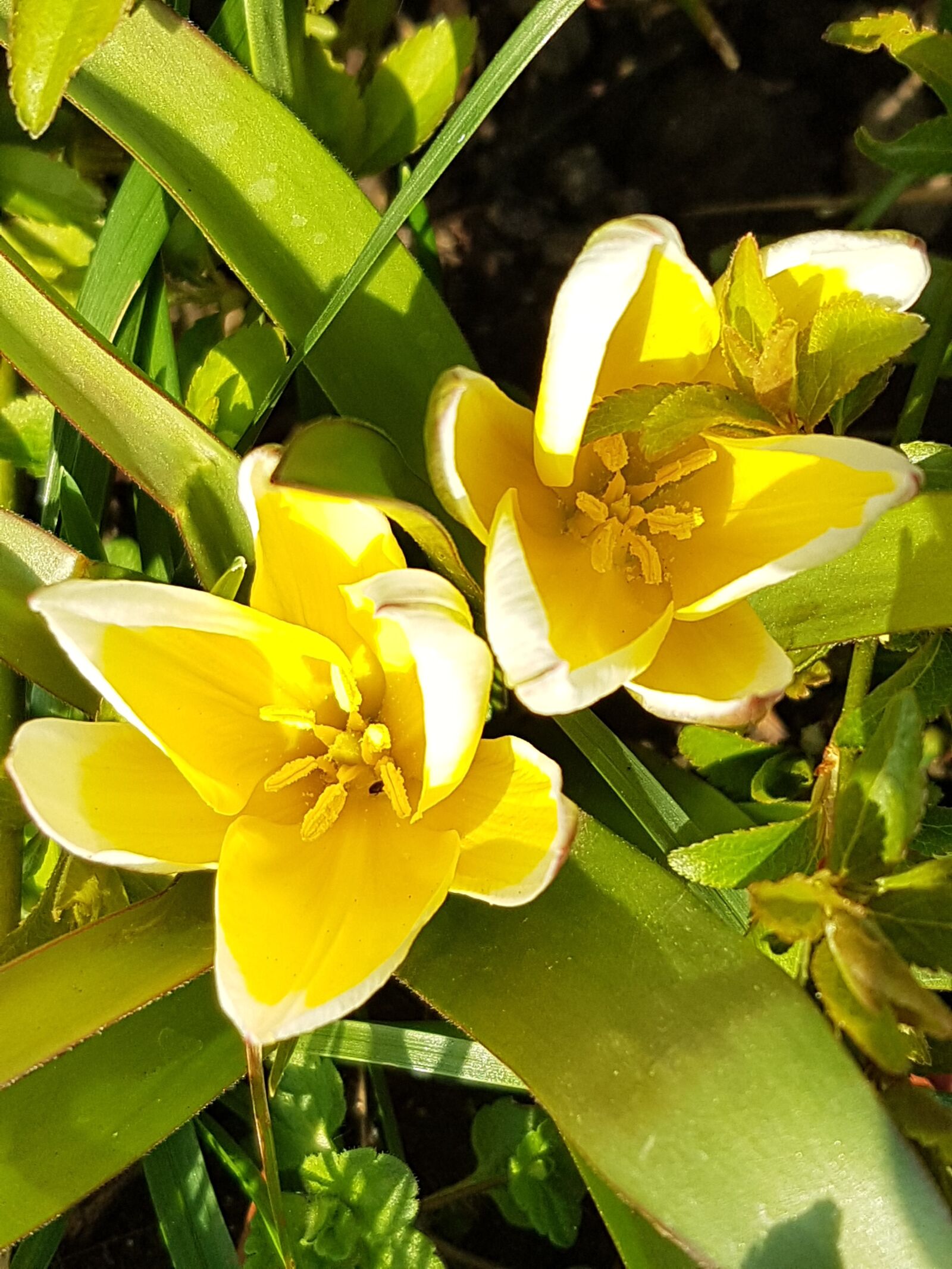 Samsung SM-G930F sample photo. Flower, petals, stem photography
