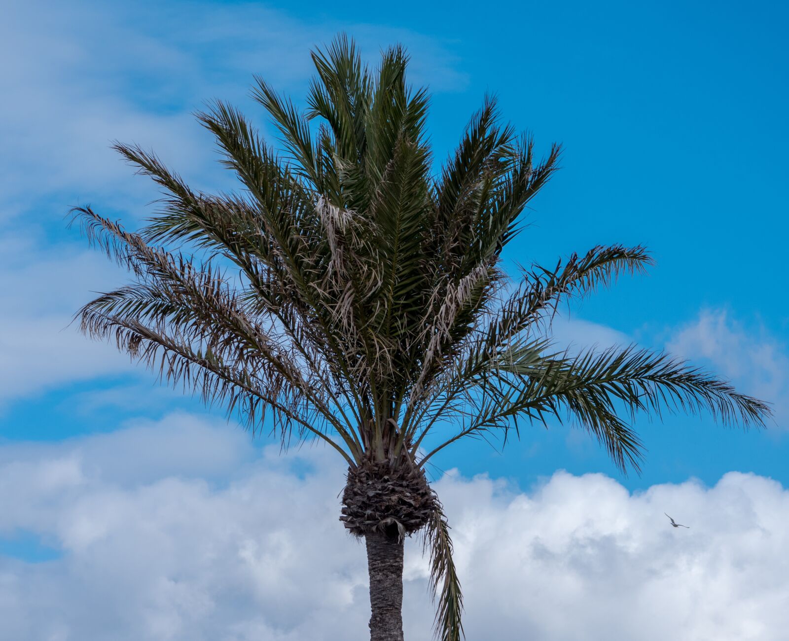 Olympus M.Zuiko ED 75-300mm F4.8-6.7 II sample photo. Palm tree, holiday, sky photography