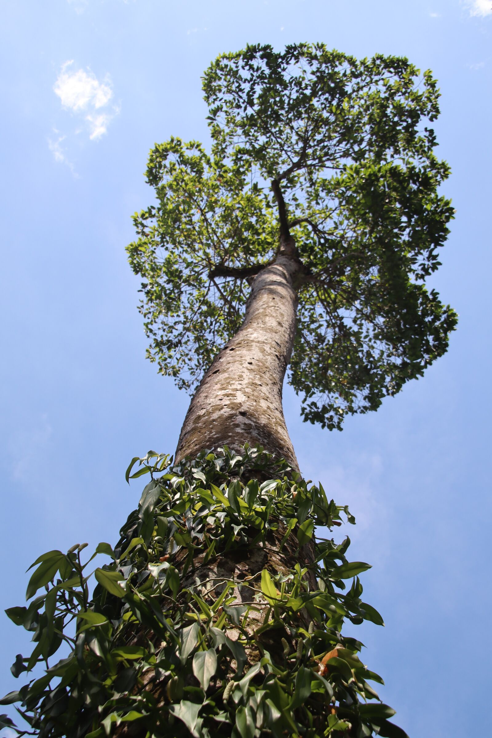 Canon EOS M50 (EOS Kiss M) sample photo. Tree, log, crown photography