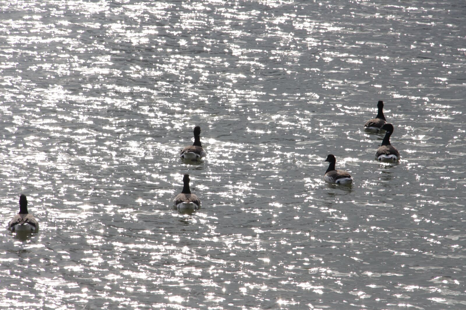 Canon EOS 700D (EOS Rebel T5i / EOS Kiss X7i) sample photo. Water, birds, swan photography