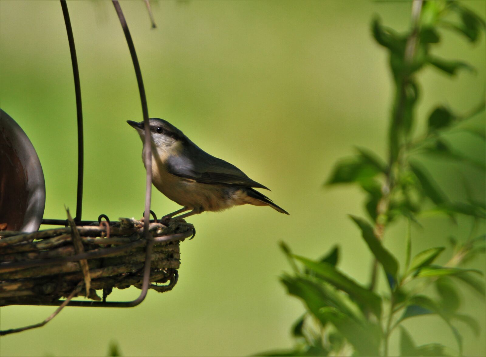 Canon EOS 7D + Tamron SP 150-600mm F5-6.3 Di VC USD sample photo. Kleiber, young animal, foraging photography