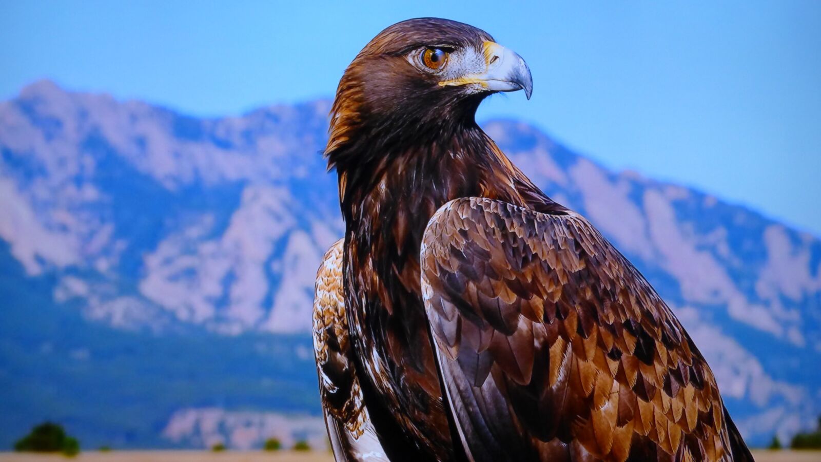 Panasonic DMC-FZ72 sample photo. Eagle, high, tatry photography