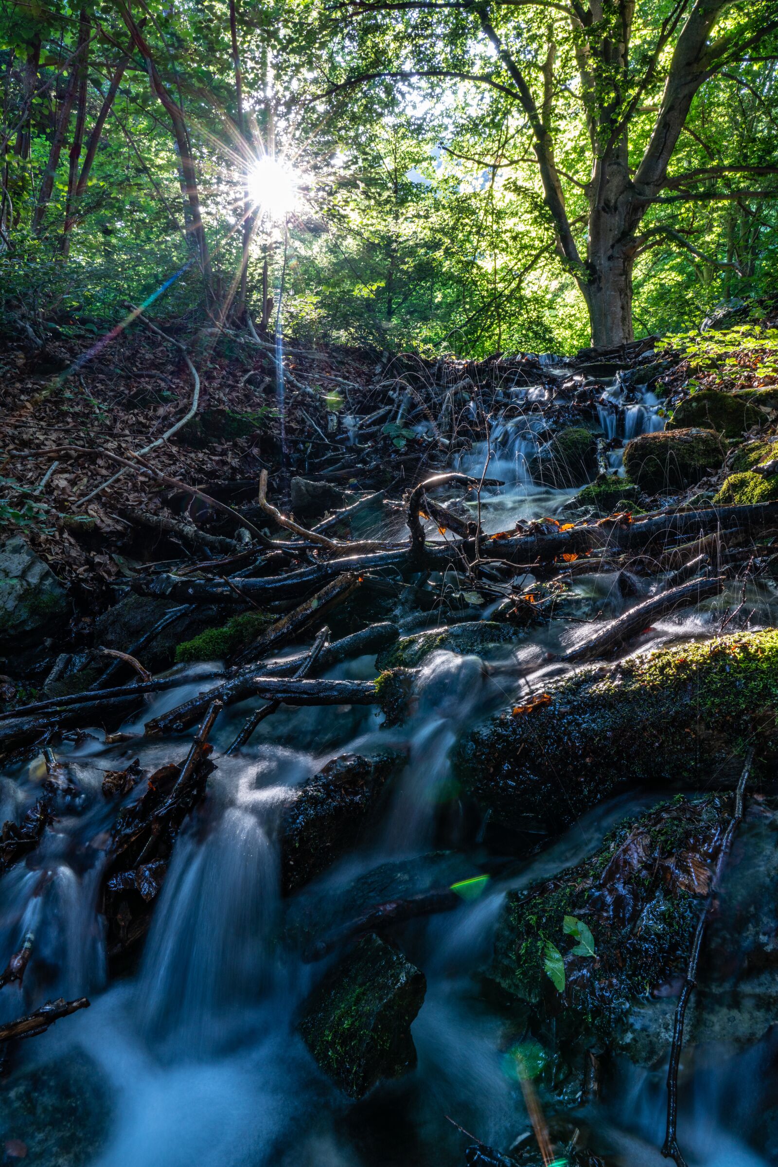 Sony a7R III sample photo. Water, bach, forest photography