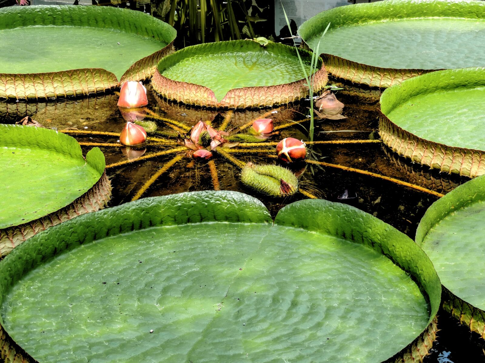 Nikon Coolpix P510 sample photo. Victoria, amazonic, water lily photography