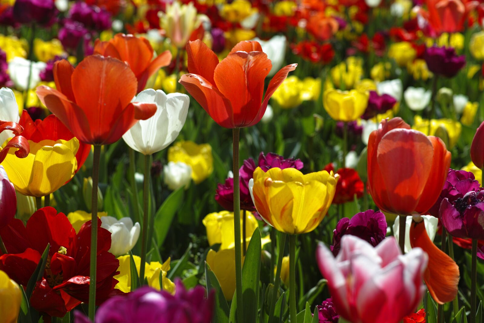 Sigma DP3 Merrill sample photo. Tulips, flower, flowers photography