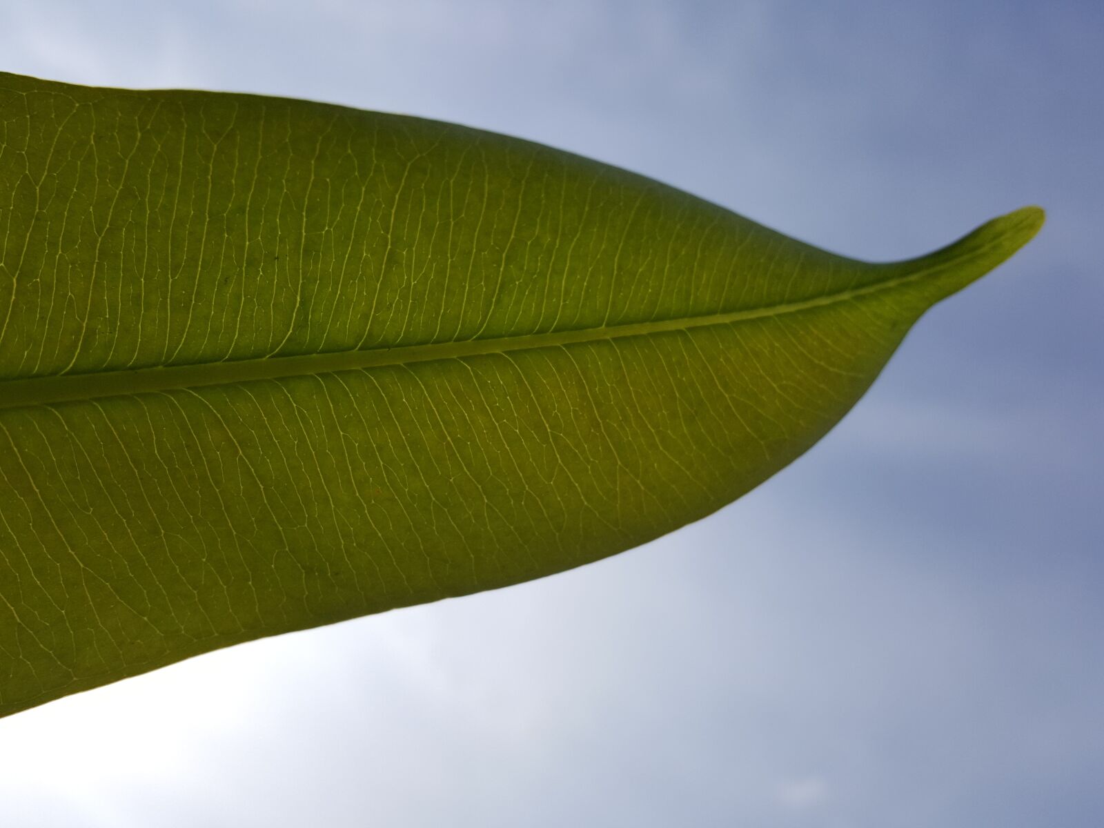 Samsung GALAXY S6 edge sample photo. Green tree leaf, leaf photography