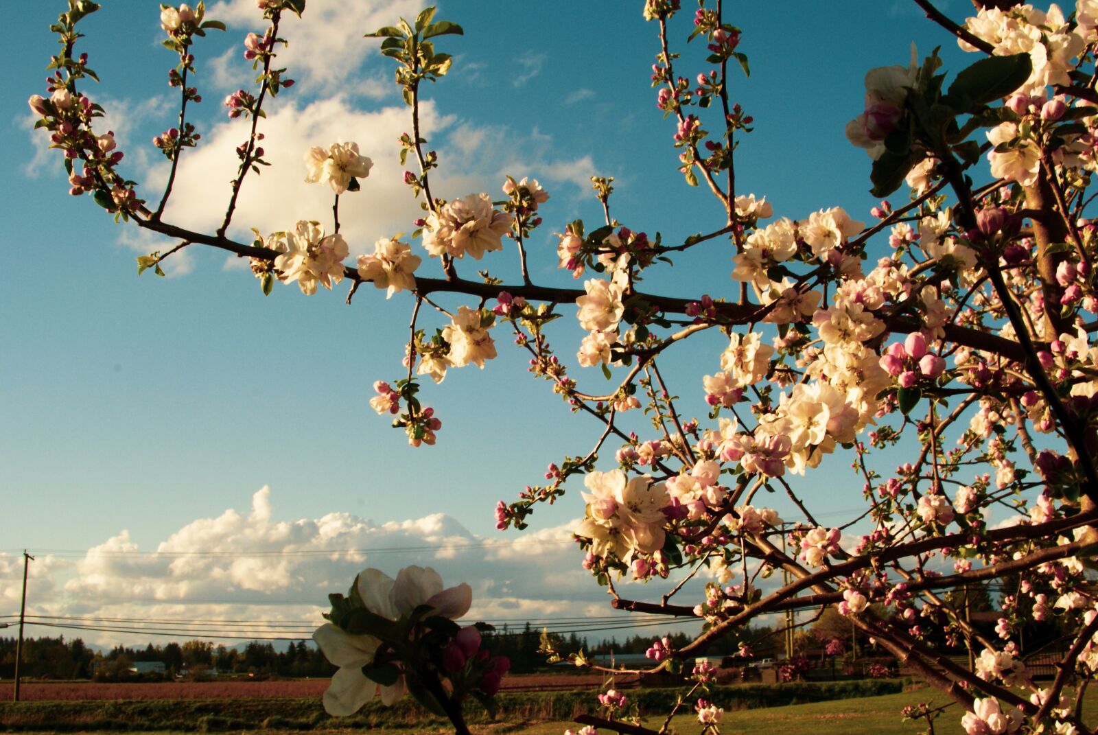 Sony Alpha DSLR-A200 sample photo. Tree, flower, pink photography