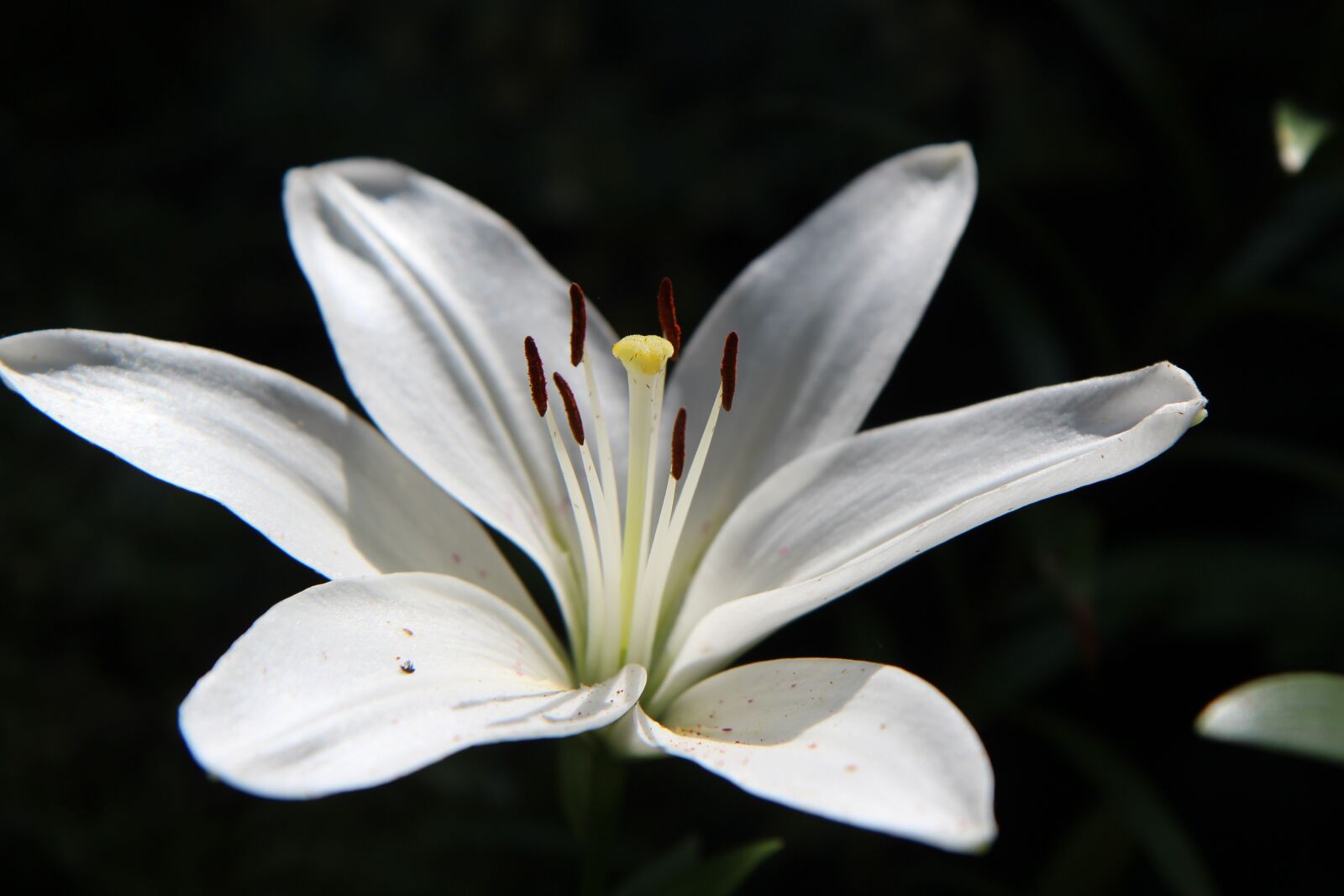 Canon EOS 600D (Rebel EOS T3i / EOS Kiss X5) sample photo. Lys, white lily, flowering photography
