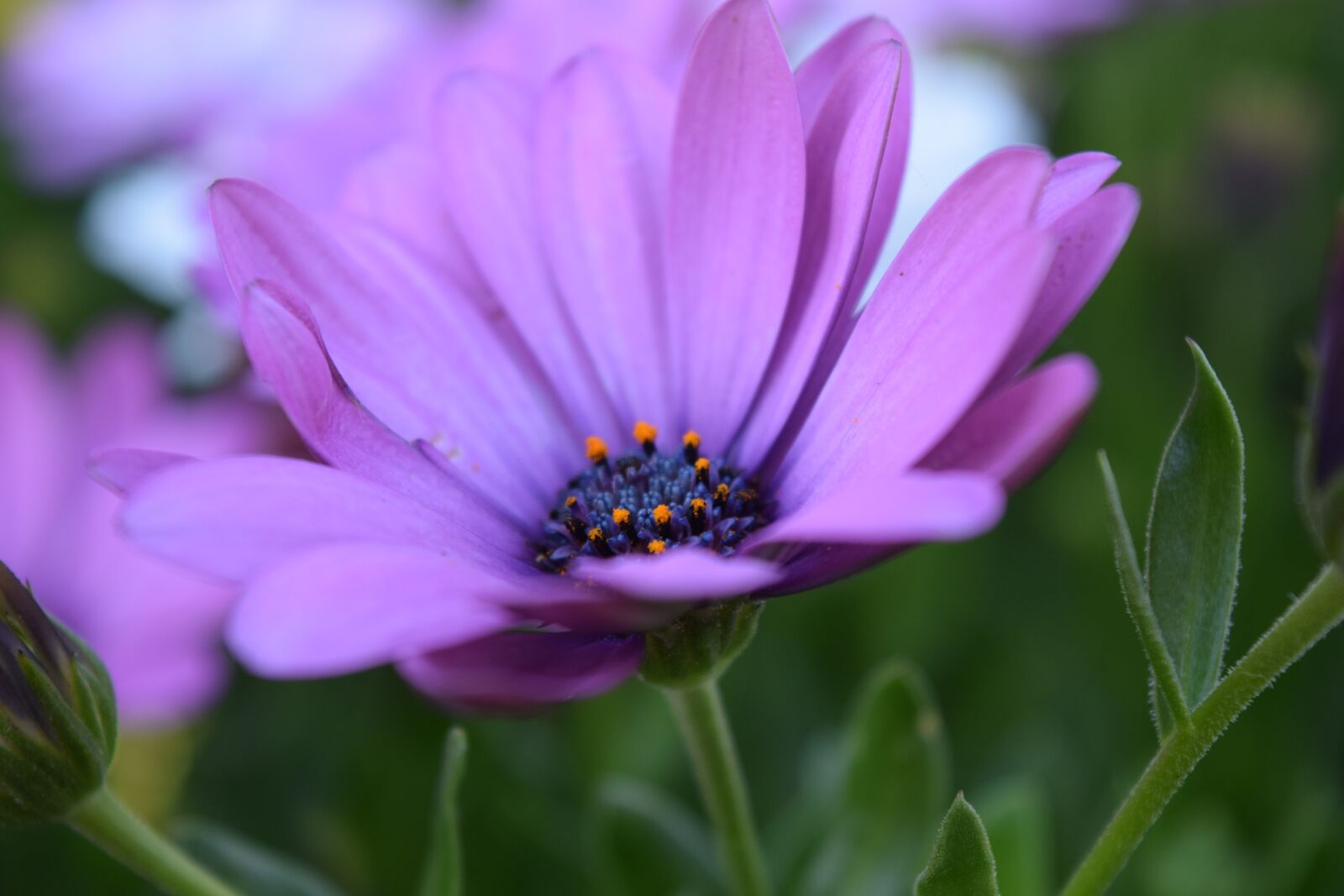 Nikon D3300 sample photo. Cape basket, bloom, flower photography