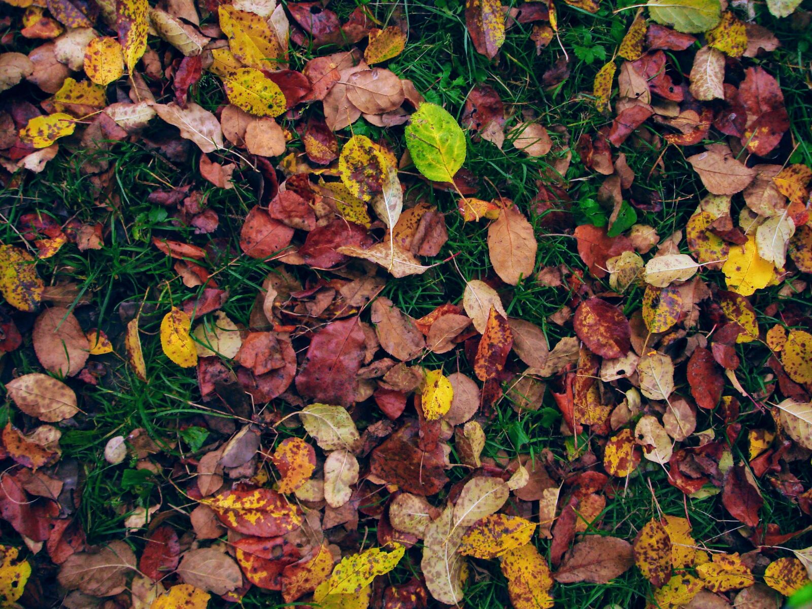 Sony DSC-W17 sample photo. Autumn, leaves, autumn, wallpaper photography