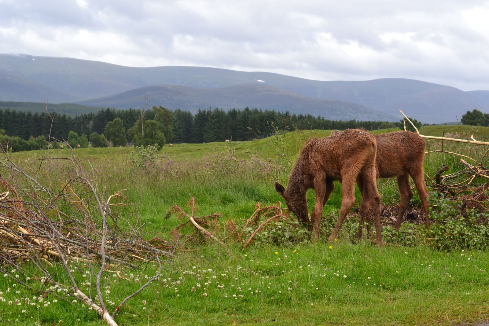Nikon D3100 sample photo. Moose, nature, park photography