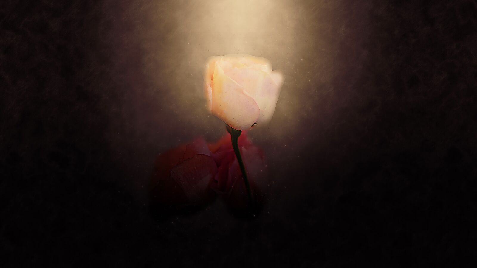 Panasonic Lumix DMC-GH4 sample photo. Dark, flower, nature photography