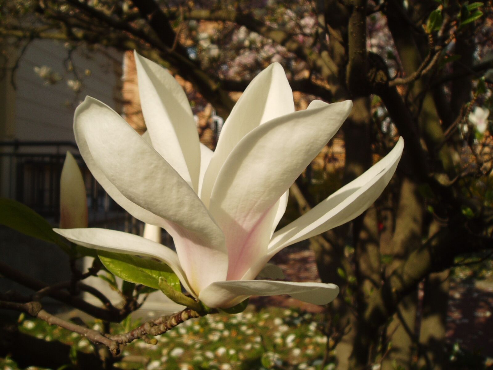 Olympus u20D,S400D,u400D sample photo. Magnolia, flower, flowering photography