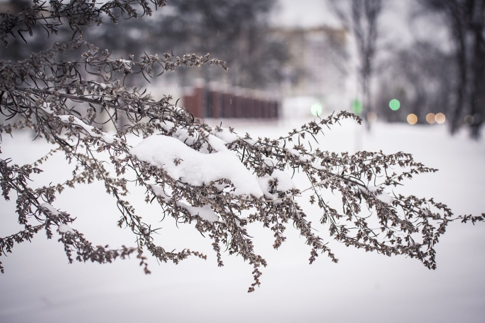 Nikon D5300 sample photo. Snow, winter, plants photography