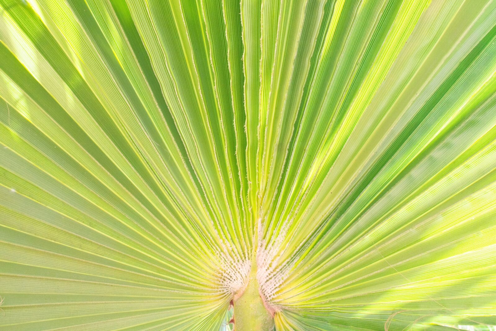 Nikon D7200 sample photo. Palma, the palm leaf photography