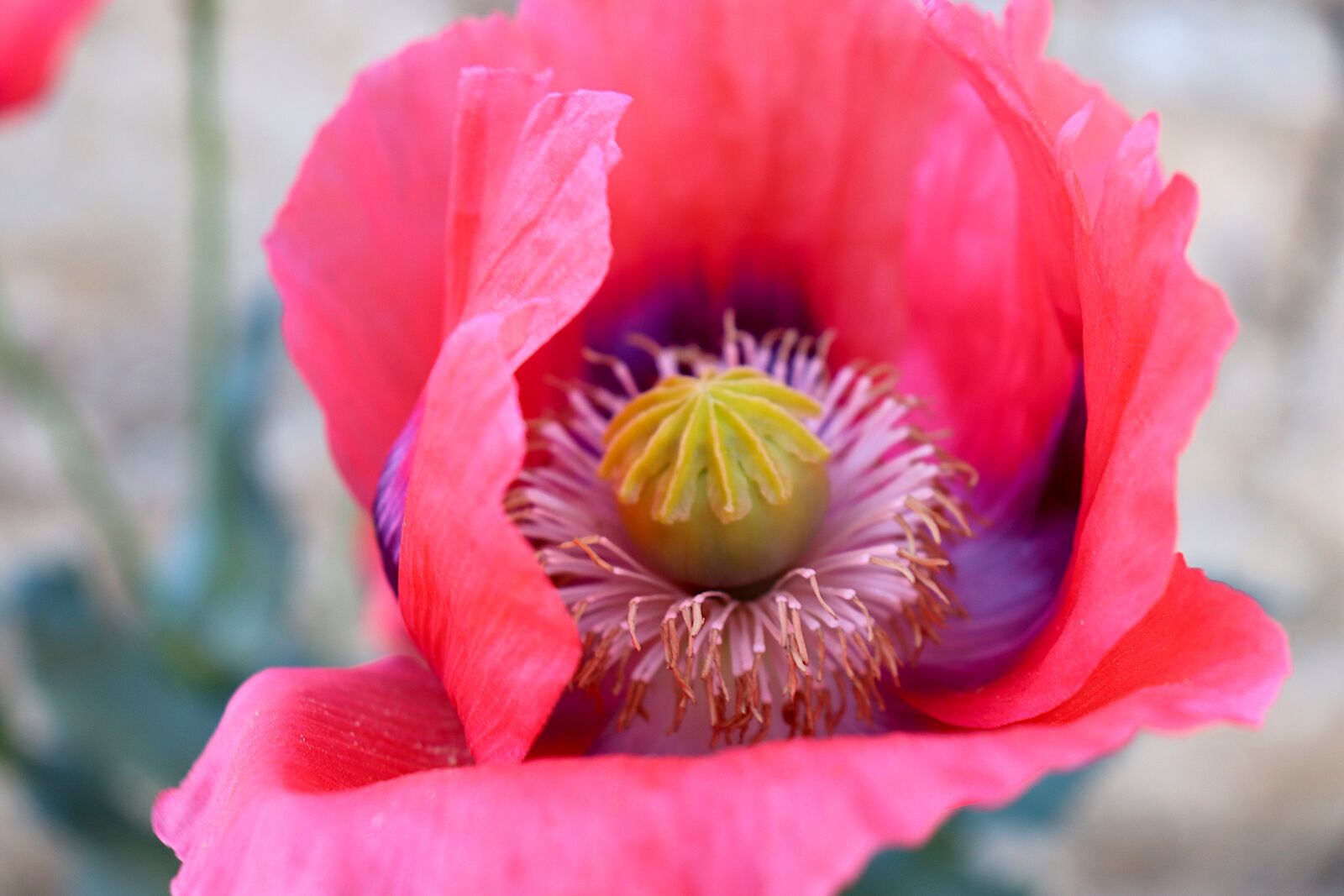 Canon EOS 800D (EOS Rebel T7i / EOS Kiss X9i) sample photo. Poppy, flowers, flowering plants photography