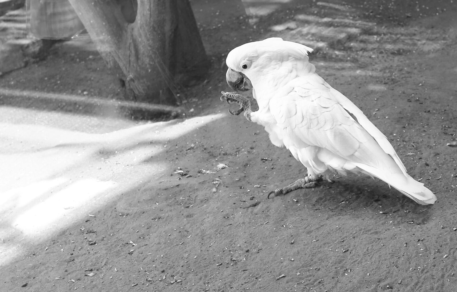 Canon EOS 6D sample photo. White, parrot, animal photography