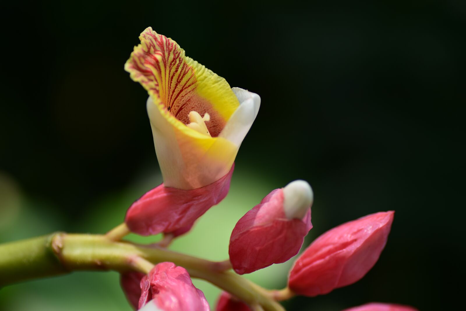 Nikon D5500 sample photo. Spring, flowering, plant photography