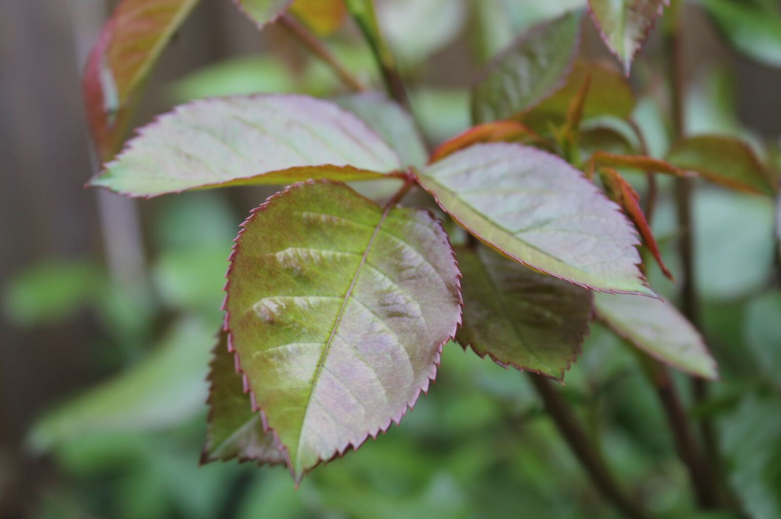 Canon EOS 1100D (EOS Rebel T3 / EOS Kiss X50) sample photo. Foliage, leaf, leaves photography