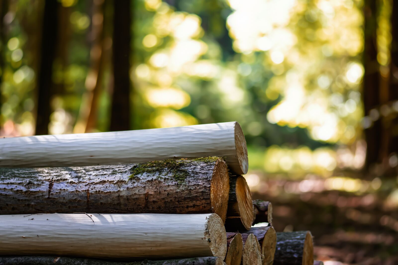 Nikon D7200 sample photo. Log, forest, away photography