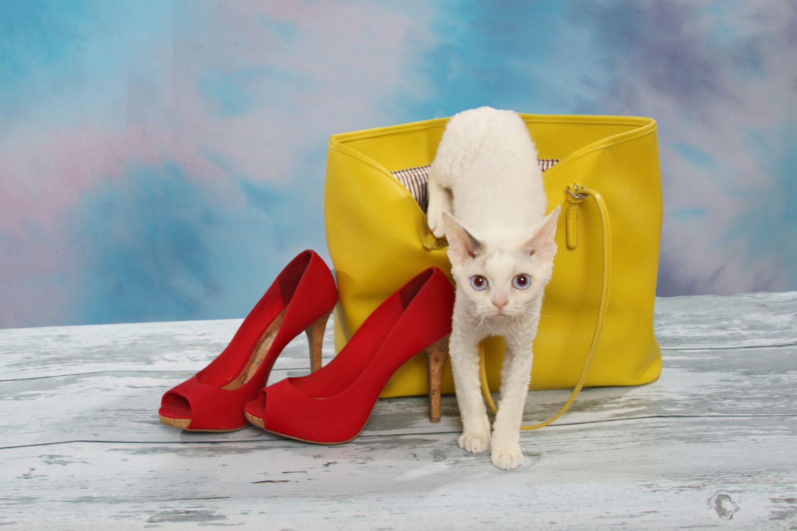 Canon EOS 7D Mark II sample photo. Cat crawling out of photography