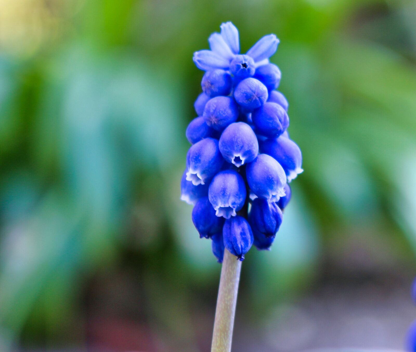 Canon EOS 700D (EOS Rebel T5i / EOS Kiss X7i) sample photo. Muscari, flower, spring photography